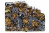 Seymchan Pallasite Meteorite Slice ( g) - Russia #305568-1